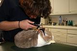 BRITISH SHORTHAIR - AUSCULTATION 009